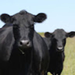 Meet your Posher, Clara